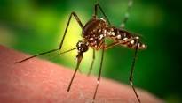mosquito2