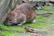 roof rat